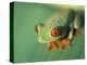 Red Eyed Tree Frog-Frans Lemmens-Premier Image Canvas