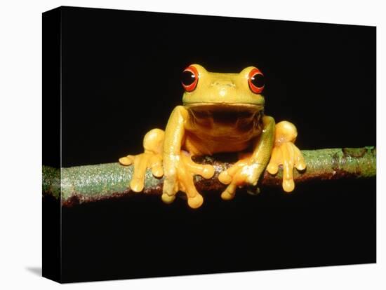 Red-eyed tree frog-Gary Bell-Premier Image Canvas