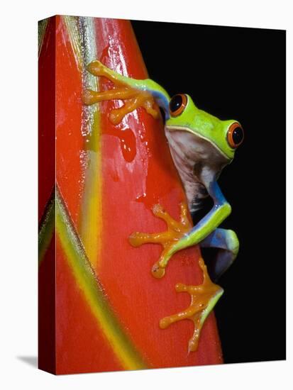 Red-eyed Tree Frog-Kevin Schafer-Premier Image Canvas