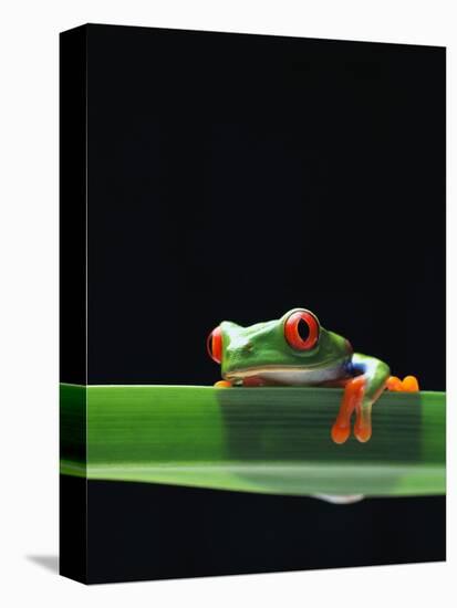Red-Eyed Tree Frog-Chase Swift-Premier Image Canvas