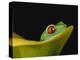 Red-Eyed Tree Frog-David Northcott-Premier Image Canvas