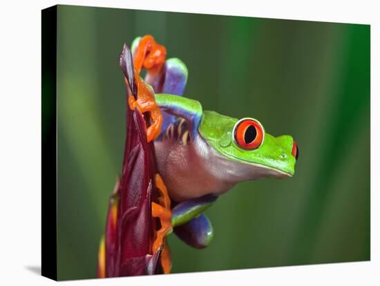 Red-Eyed Tree Frog-Adam Jones-Premier Image Canvas