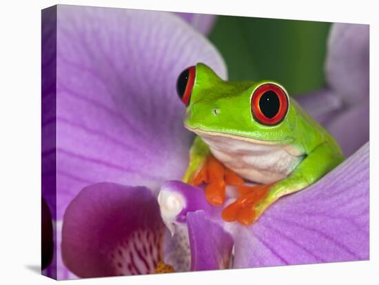 Red-Eyed Tree Frog-Adam Jones-Premier Image Canvas