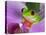 Red-Eyed Tree Frog-Adam Jones-Premier Image Canvas