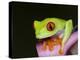 Red-eyed tree frog-Maresa Pryor-Premier Image Canvas