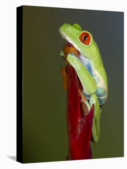 Red-eyed tree frog-Maresa Pryor-Premier Image Canvas