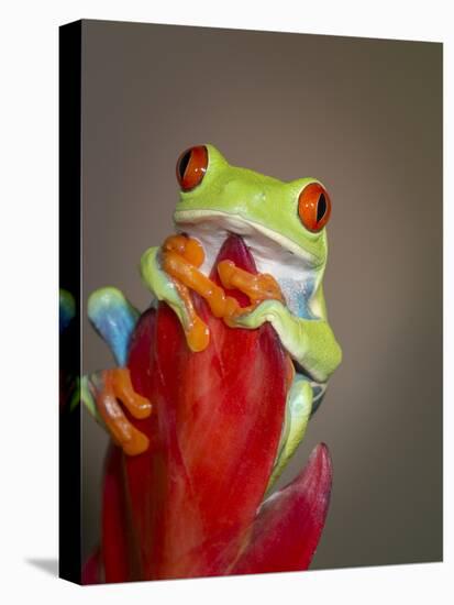 Red-eyed tree frog-Maresa Pryor-Premier Image Canvas