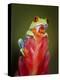 Red-eyed tree frog-Maresa Pryor-Premier Image Canvas