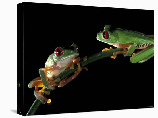 Red-Eyed Tree Frogs, Barro Colorado Island, Panama-Christian Ziegler-Premier Image Canvas