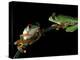 Red-Eyed Tree Frogs, Barro Colorado Island, Panama-Christian Ziegler-Premier Image Canvas