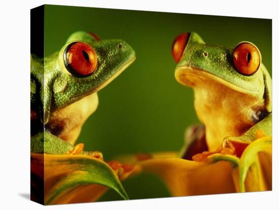 Red-Eyed Tree Frogs-David Aubrey-Premier Image Canvas