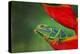 Red-eyed Treefrog, Costa Rica-Adam Jones-Premier Image Canvas