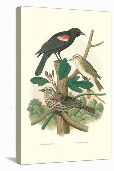 Red-Eyed Vireo, Red Wing Blackbird-null-Stretched Canvas