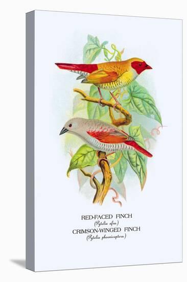 Red-Faced Finch, Crimson-Winged Finch-Arthur G. Butler-Stretched Canvas