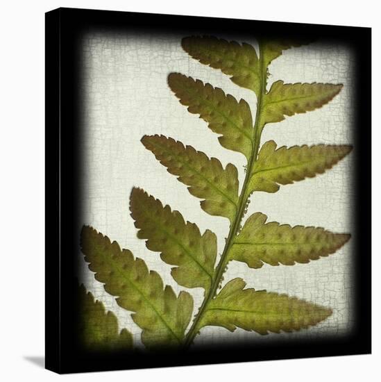 Red Fern-June Hunter-Stretched Canvas