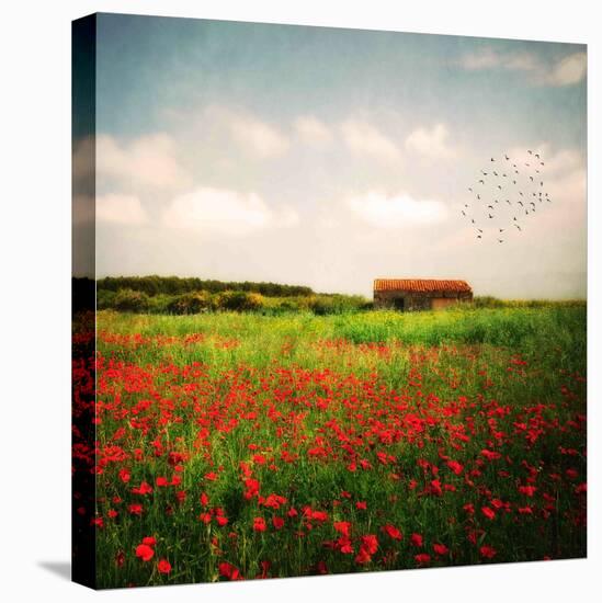 Red Field-Philippe Sainte-Laudy-Premier Image Canvas