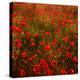 Red Field-Marco Carmassi-Premier Image Canvas