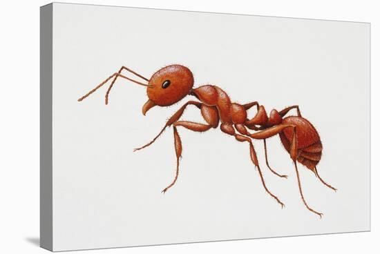 Red Fire Ant (Solenopsis Invicta), Formicidae-null-Premier Image Canvas