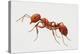 Red Fire Ant (Solenopsis Invicta), Formicidae-null-Premier Image Canvas