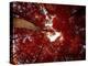 Red Fisheyes-Philippe Sainte-Laudy-Premier Image Canvas