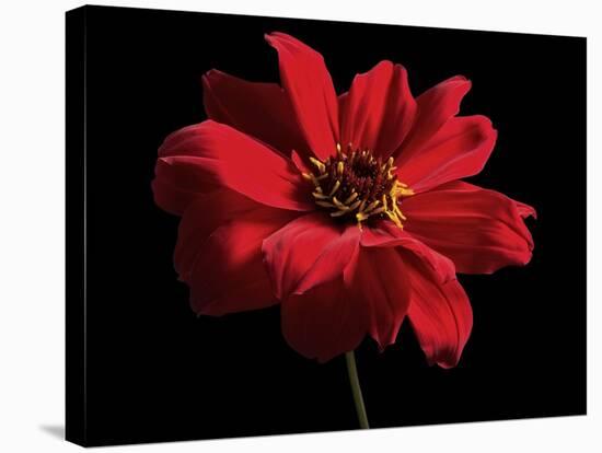 Red Flower on Black 01-Tom Quartermaine-Premier Image Canvas