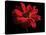 Red Flower on Black 01-Tom Quartermaine-Premier Image Canvas