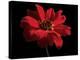 Red Flower on Black 01-Tom Quartermaine-Premier Image Canvas