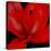 Red Flower on Black 03-Tom Quartermaine-Premier Image Canvas