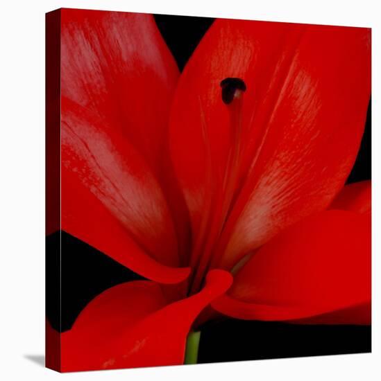 Red Flower on Black 03-Tom Quartermaine-Premier Image Canvas