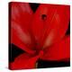 Red Flower on Black 03-Tom Quartermaine-Premier Image Canvas