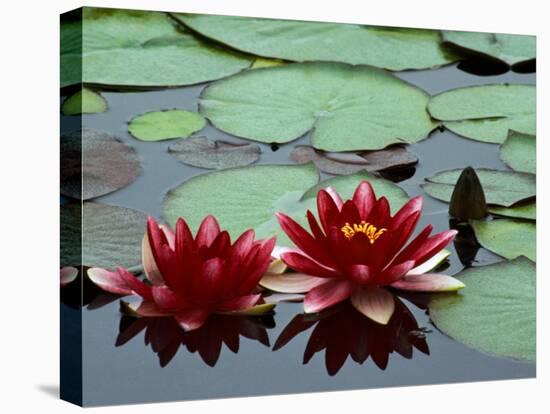 Red Flowers Bloom on Water Lilies in Laurel Lake, South of Bandon, Oregon, USA-Tom Haseltine-Premier Image Canvas