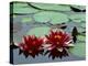 Red Flowers Bloom on Water Lilies in Laurel Lake, South of Bandon, Oregon, USA-Tom Haseltine-Premier Image Canvas