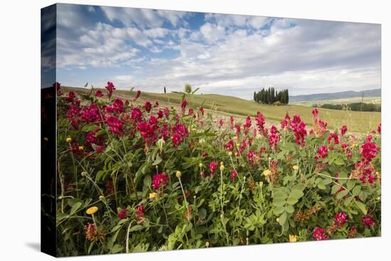 Red flowers frame the gentle green hills of Val d'Orcia, UNESCO World Heritage Site, Province of Si-Roberto Moiola-Premier Image Canvas