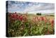 Red flowers frame the gentle green hills of Val d'Orcia, UNESCO World Heritage Site, Province of Si-Roberto Moiola-Premier Image Canvas