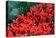 Red Flowers-Brian Moore-Premier Image Canvas
