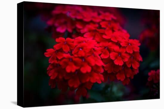 Red Flowers-Philippe Sainte-Laudy-Premier Image Canvas