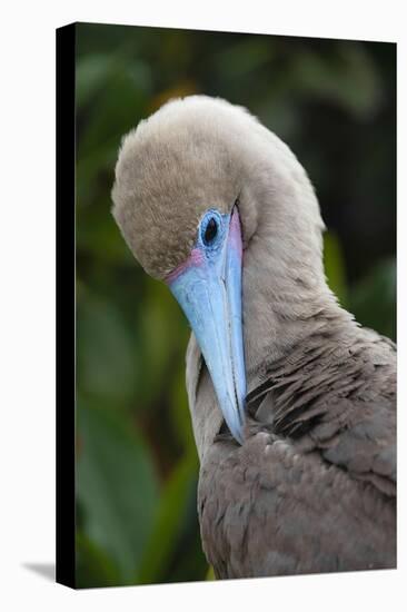 Red-footed booby nestling. Galapagos Islands, Ecuador.-Adam Jones-Premier Image Canvas