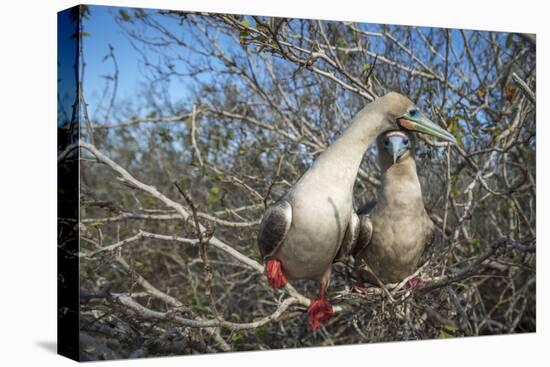 Red-footed booby pair in tree, Genovesa Island, Galapagos-Tui De Roy-Premier Image Canvas