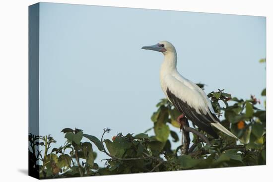 Red-Footed Booby White Morph in Ziricote Trees, Half Moon Caye Colony, Lighthouse Reef, Atoll-Pete Oxford-Premier Image Canvas