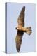 Red Footed Falcon (Falco Vespertinus) in Flight, Danube Delta, Romania, May 2009-Presti-Premier Image Canvas