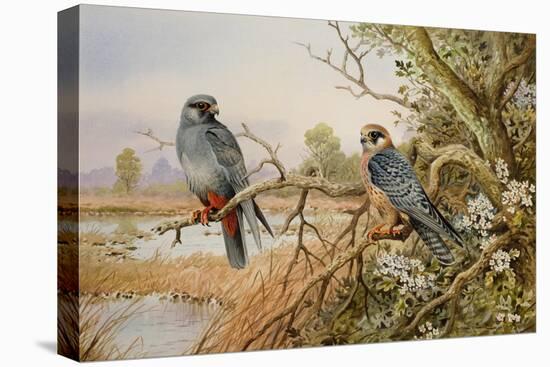 Red-footed Falcons-Carl Donner-Premier Image Canvas