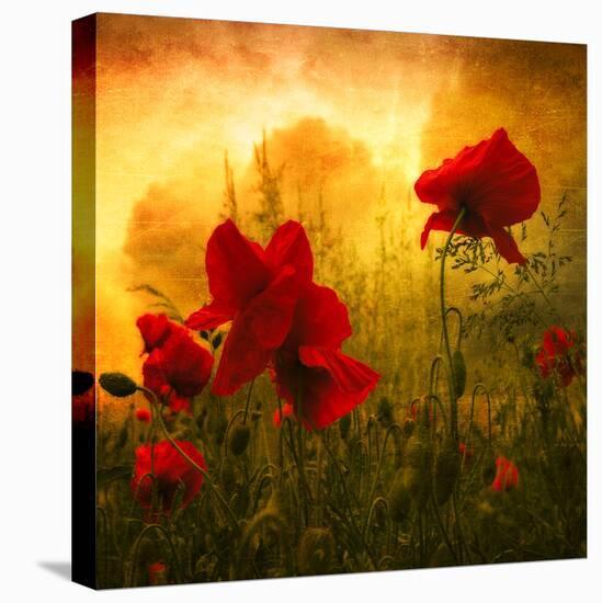 Red for Love-Philippe Sainte-Laudy-Premier Image Canvas