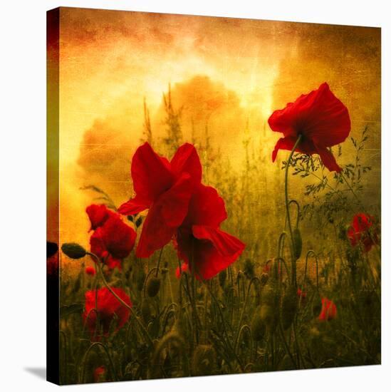 Red for Love-Philippe Sainte-Laudy-Premier Image Canvas