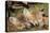 Red Fox 7 Week Old Cubs Sleeping-null-Premier Image Canvas