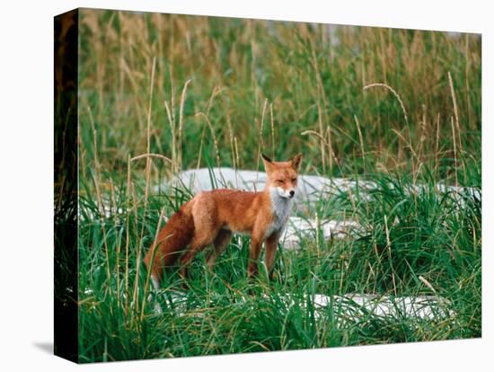 Red Fox, Alaska Peninsula, Alaska, USA-Dee Ann Pederson-Premier Image Canvas
