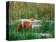 Red Fox, Alaska Peninsula, Alaska, USA-Dee Ann Pederson-Premier Image Canvas