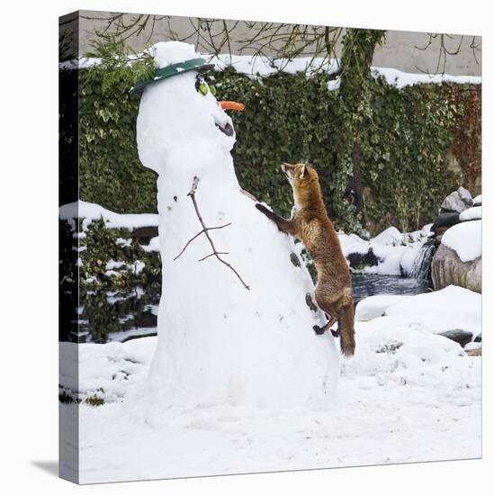 Red Fox Climbing Up Snowman-null-Premier Image Canvas