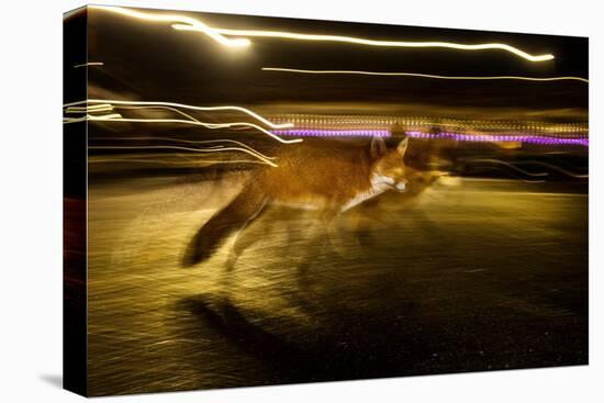 Red fox crossing a road at night, London, UK-Neil Aldridge-Premier Image Canvas