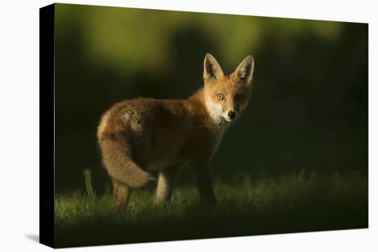 Red fox cub looking at camera, in morning. Sheffield, UK-Paul Hobson-Premier Image Canvas