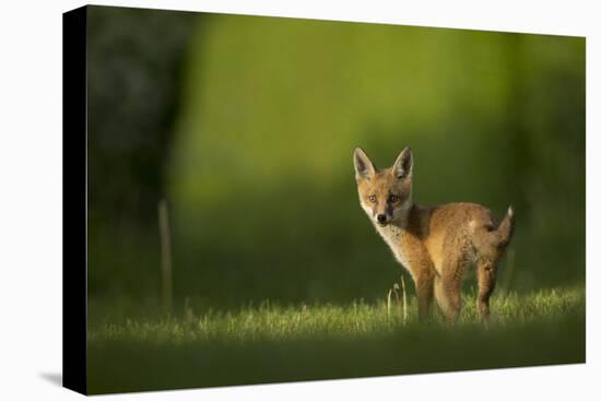 Red fox cub looking over shoulder at camera. Sheffield, UK-Paul Hobson-Premier Image Canvas